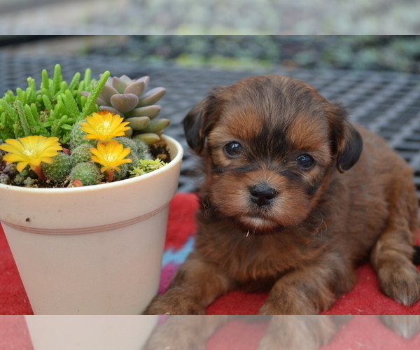 Medium Photo #1 Shiranian Puppy For Sale in GREENWOOD, WI, USA
