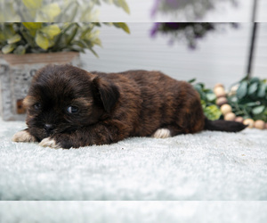 Medium Shorkie Tzu