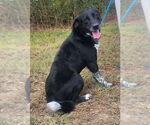 Small #5 Labrador Retriever Mix