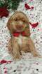 Small Photo #2 Cocker Spaniel Puppy For Sale in EDEN, PA, USA