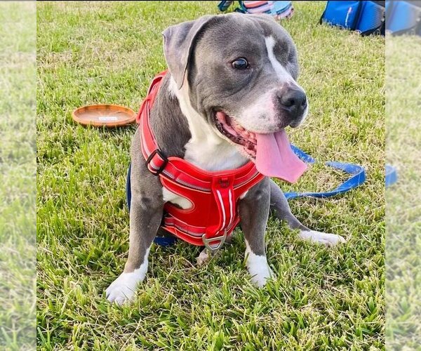 Medium Photo #1 Boxer-Staffordshire Bull Terrier Mix Puppy For Sale in Missouri City, TX, USA