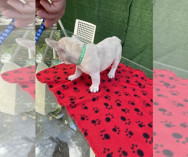 Medium Photo #32 French Bulldog Puppy For Sale in HIALEAH, FL, USA