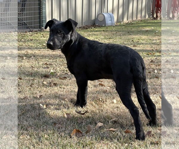 Medium Photo #2 Labrador Retriever-Unknown Mix Puppy For Sale in Rockaway, NJ, USA