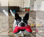 Small #1 Border Collie Mix
