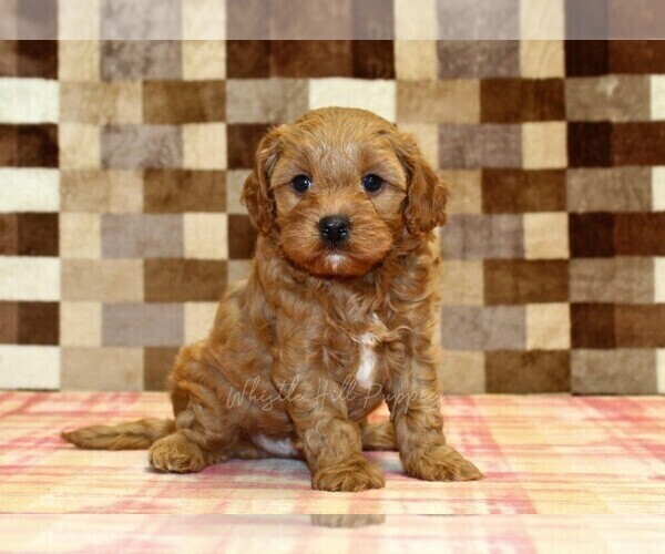 Medium Photo #5 Cavapoo (Miniature) Puppy For Sale in DENVER, PA, USA