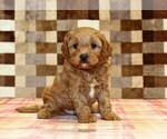Small #4 Cavapoo (Miniature)