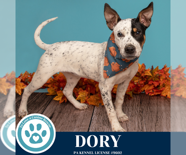 Medium Photo #2 Mutt Puppy For Sale in Kimberton, PA, USA