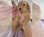 Puppy Puppy 3 Poodle (Toy)