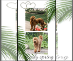 Small Photo #8 Australian Labradoodle Puppy For Sale in RIVERSIDE, CA, USA