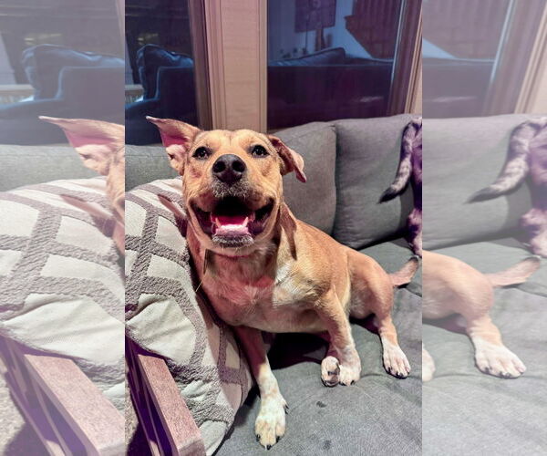 Medium Photo #4 Catahoula Leopard Dog-Unknown Mix Puppy For Sale in Germantown, OH, USA