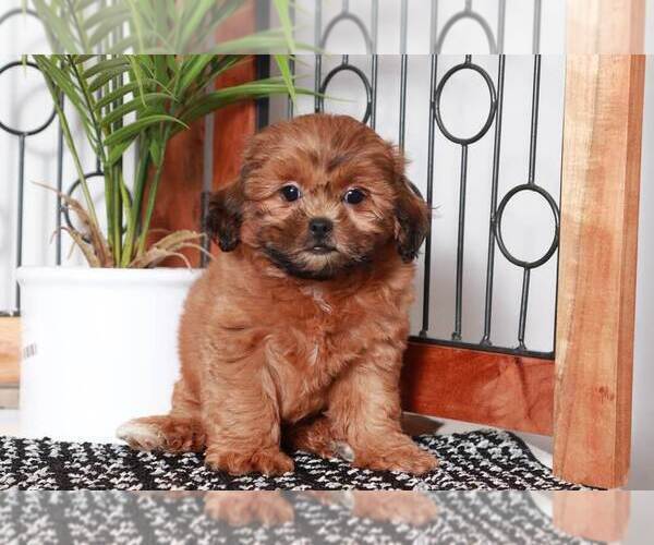 Medium Photo #5 Shih-Poo Puppy For Sale in NAPLES, FL, USA