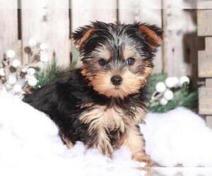 Yorkshire Terrier Puppy for sale in MOUNT VERNON, OH, USA