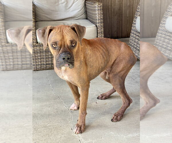 Medium Photo #4 Boxer Puppy For Sale in Austin, TX, USA