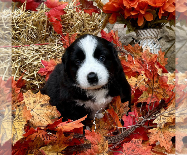 Medium Photo #2 Bordernese Puppy For Sale in LATROBE, PA, USA