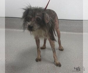 Patchy - Female Miniature Schnauzer-Unknown Mix Dog for Adoption