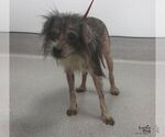 Patchy - Female Miniature Schnauzer-Unknown Mix Dog for Adoption - Small photo