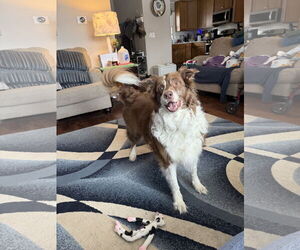 Border-Aussie Dogs for adoption in Princeton, MN, USA