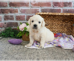 Small Golden Retriever