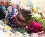 Small Photo #2 French Bulldog Puppy For Sale in CALDWELL, TX, USA