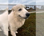 Small #1 Great Pyrenees