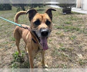 German Shepherd Dog-Unknown Mix Dogs for adoption in McKinleyville, CA, USA