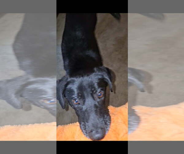 Medium Photo #4 German Shepherd Dog-Holland Shepherd Mix Puppy For Sale in Orange Grove, TX, USA