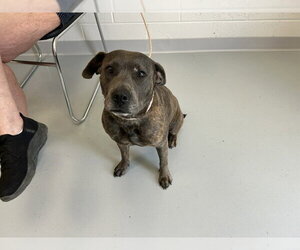 American Pit Bull Terrier Dogs for adoption in Ocala, FL, USA
