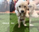Puppy Burgundy Golden Retriever