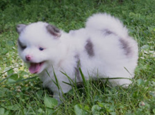 Pomsky-Poogle Mix Puppy for sale in LOS ANGELES, CA, USA