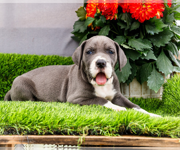 Medium Photo #7 Great Dane Puppy For Sale in WAKARUSA, IN, USA