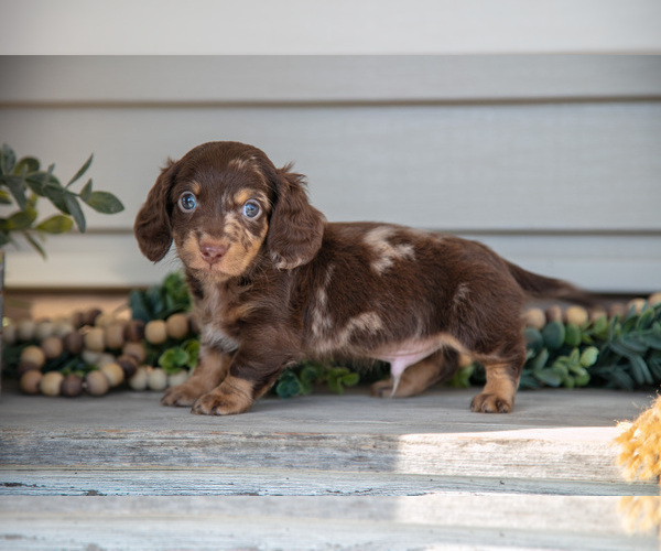 Medium Photo #1 Dachshund Puppy For Sale in NAPPANEE, IN, USA
