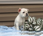 Small Photo #34 French Bulldog Puppy For Sale in LIBERTY, KY, USA