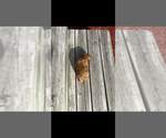 Small #2 Brussels Griffon