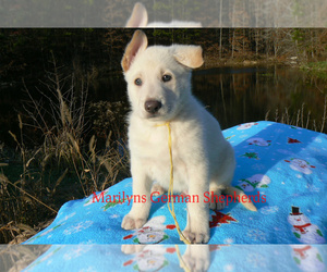 German Shepherd Dog Puppy for sale in PIEDMONT, MO, USA