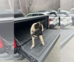 Small #4 German Shepherd Dog