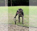 Small #2 Catahoula Leopard Dog