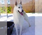 Small #3 Siberian Husky Mix
