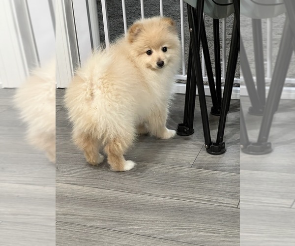 Medium Photo #3 Pomeranian Puppy For Sale in PARAGON, IN, USA