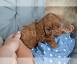 Puppy Thomas Cavapoo
