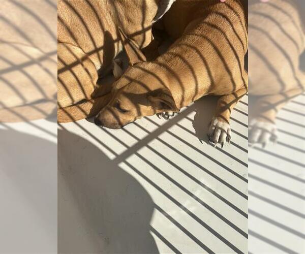 Medium Photo #1 Black Mouth Cur-Unknown Mix Puppy For Sale in Houston, TX, USA