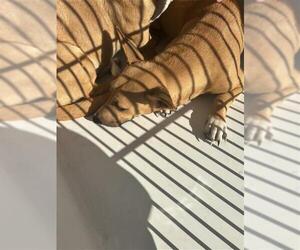Black Mouth Cur-Unknown Mix Dogs for adoption in Houston, TX, USA