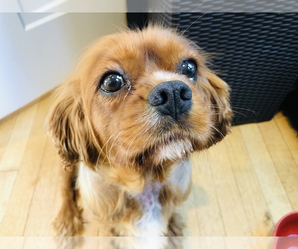 Medium Photo #1 Cavalier King Charles Spaniel Puppy For Sale in FRESNO, OH, USA