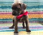 Small Photo #2 Cane Corso Puppy For Sale in CLAY, PA, USA