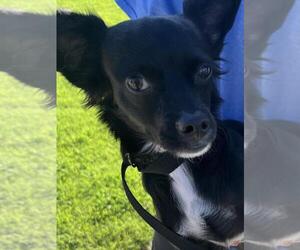 Chihuahua Dogs for adoption in Rancho Cucamonga, CA, USA