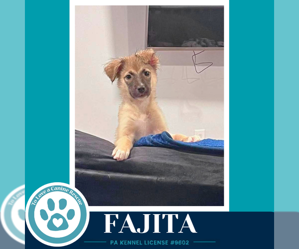 Medium Photo #3 Mutt Puppy For Sale in Kimberton, PA, USA