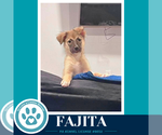 Small #2 Mutt