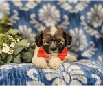 Small Photo #6 Havanese Puppy For Sale in BIRD IN HAND, PA, USA