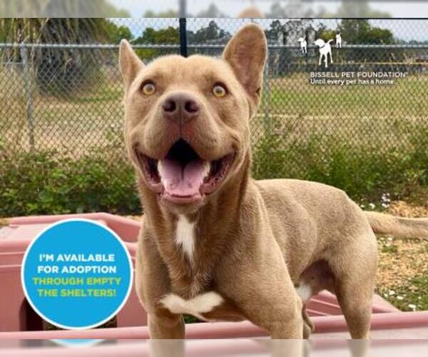 Medium Photo #2 French Bulldog-Staffordshire Bull Terrier Mix Puppy For Sale in Santa Cruz, CA, USA