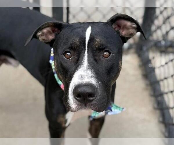 Medium Photo #3 American Pit Bull Terrier-Unknown Mix Puppy For Sale in Tulsa, OK, USA