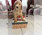 Small #1 Poodle (Standard)